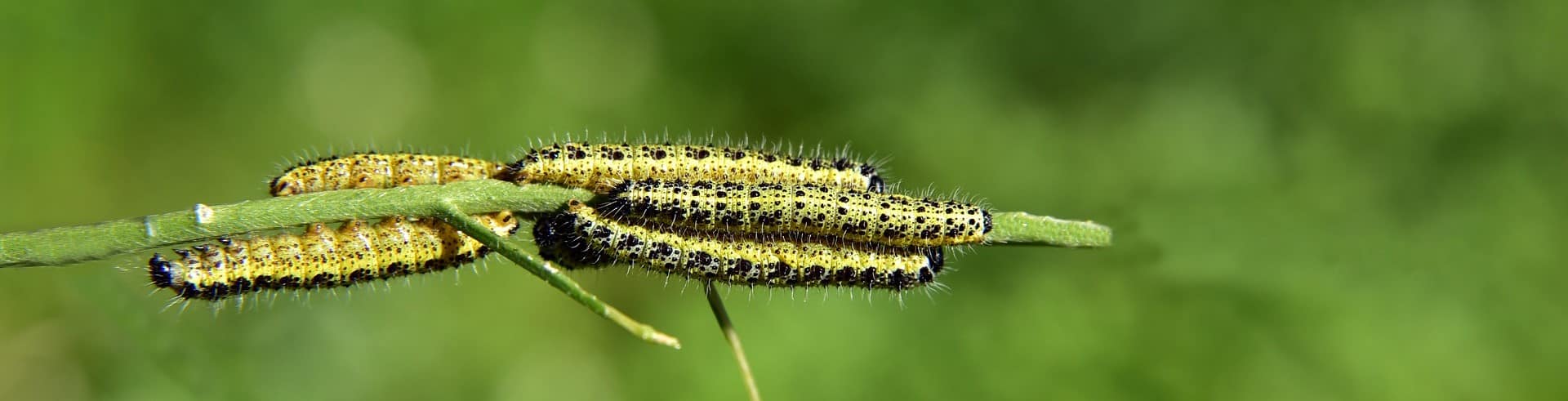 Organisationsentwicklung in der Sozialwirtschaft, Veraenderungsprozess, Raupen