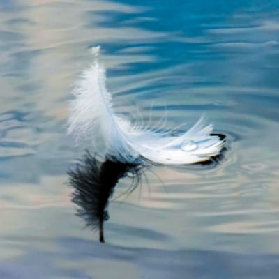 Psychologische Sicherheit, Erfolgreiche Teamarbeit, Feder auf Wasser