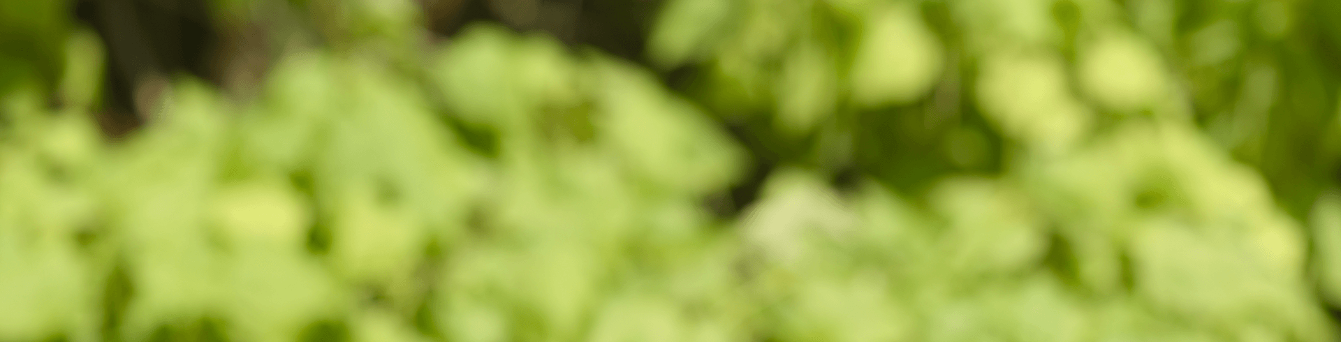 Praktikum Training Wald