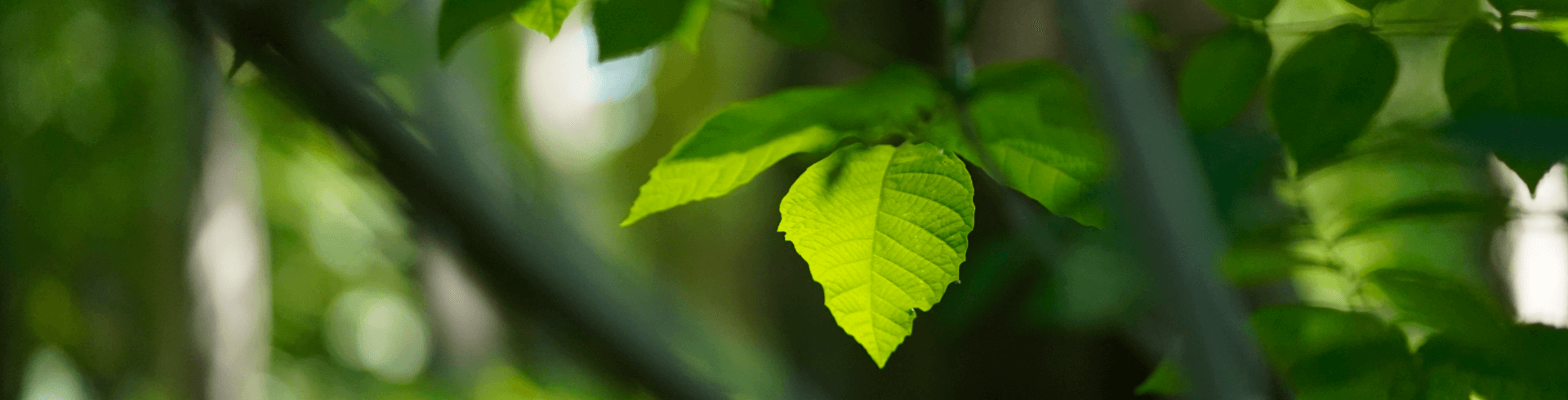 Praktikum Agentur für Freundlichkeit Blätter