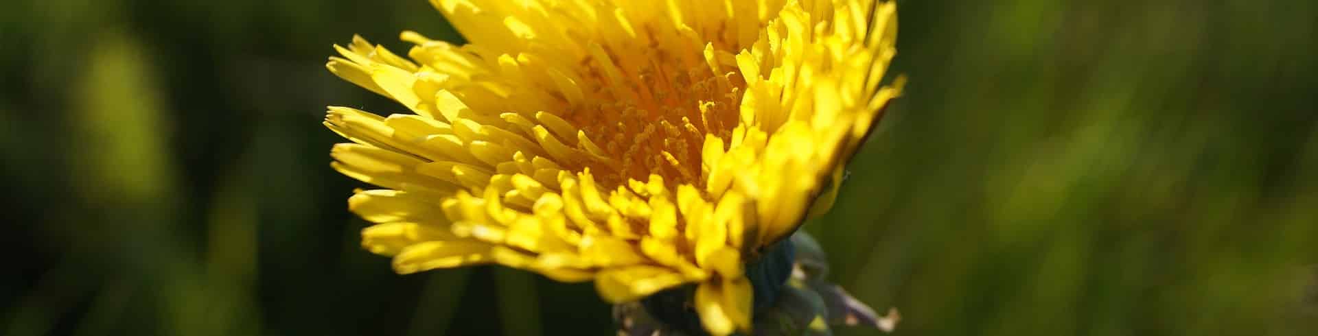 Resilienz, Gesundheit, Löwenzahn