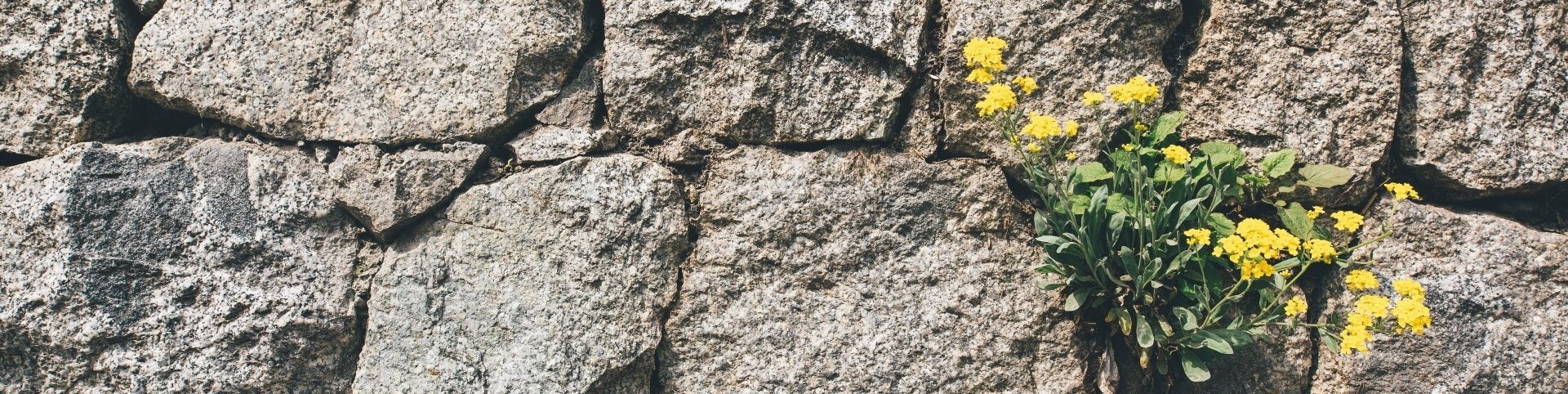 Resilienz stärken Beispiele, Stressverstärker, Mauerblümchen