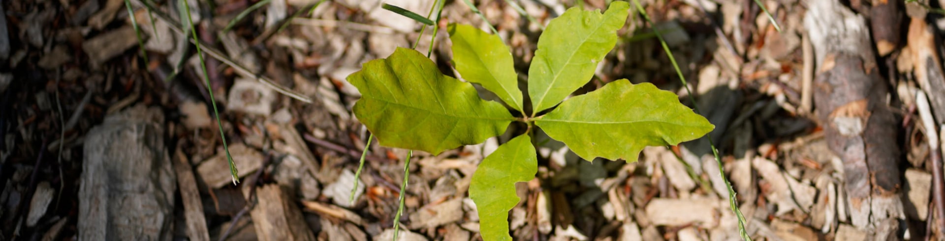 Trainee Coaching Beratung Training Pflanze