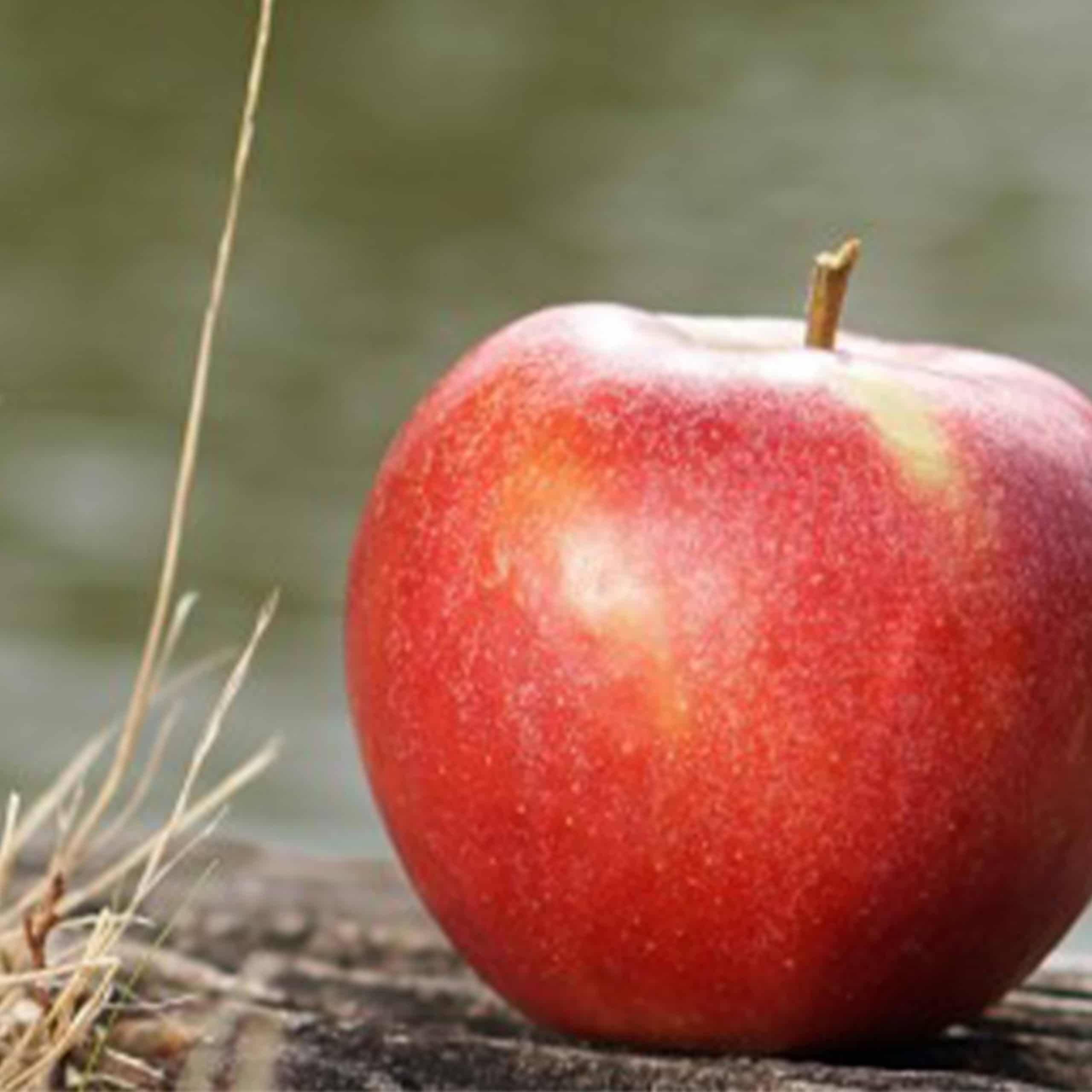 Gesundheitsmanagement, BGM, Apfel Gesundheitsmanagement, BGM, Apfel