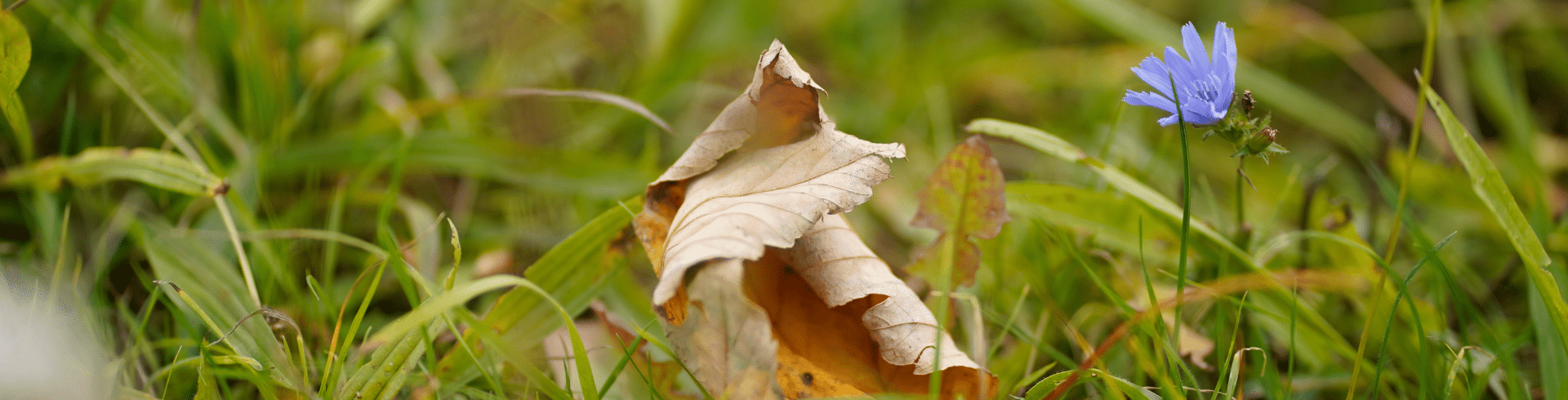 Resilienz, Stressreduktion, Verwelktes Blatt