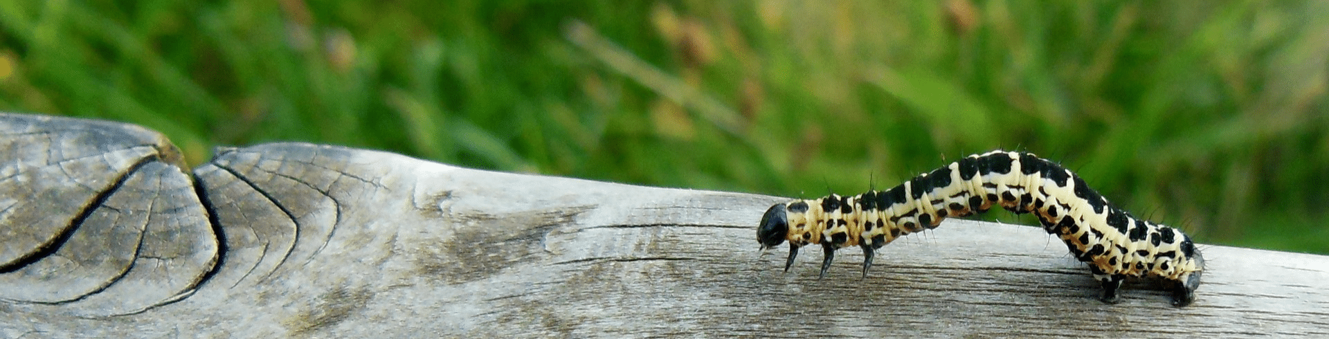 Eigenverantwortliches Handeln fördern, Transformation im Unternehmen, Kulturwandel, Raupe
