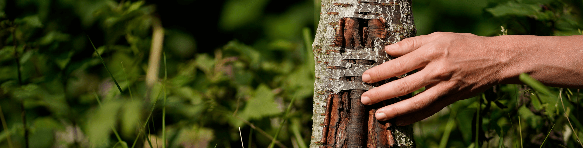 Förderung der Resilienz in Unternehmen, Organisationale Resilienz steigern, Hand zeigt auf verletzten Teil eines Baumstammes