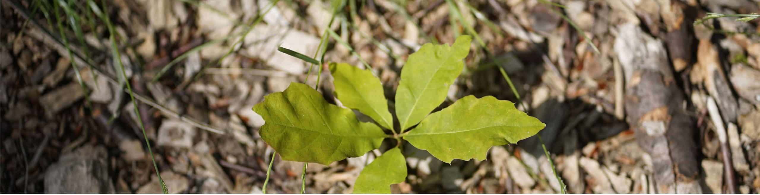 Gesunde Führung, Führungscoaching, Sprößling wächst