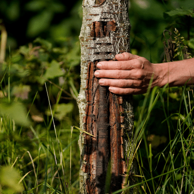 betriebliche-gesundheitsfoerderung_gesundheitsmanagement_hand-an-baum Betriebliche Gesundheitsförderung, Gesundheitsmanagement, Hand an Baum