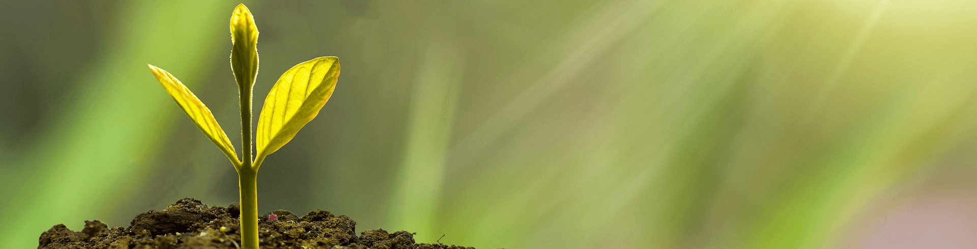 Persönlichkeitsentwicklung Coaching, Persönlichkeitsentwicklung Deutschland, Sprössling wächst aus Erdhaufen