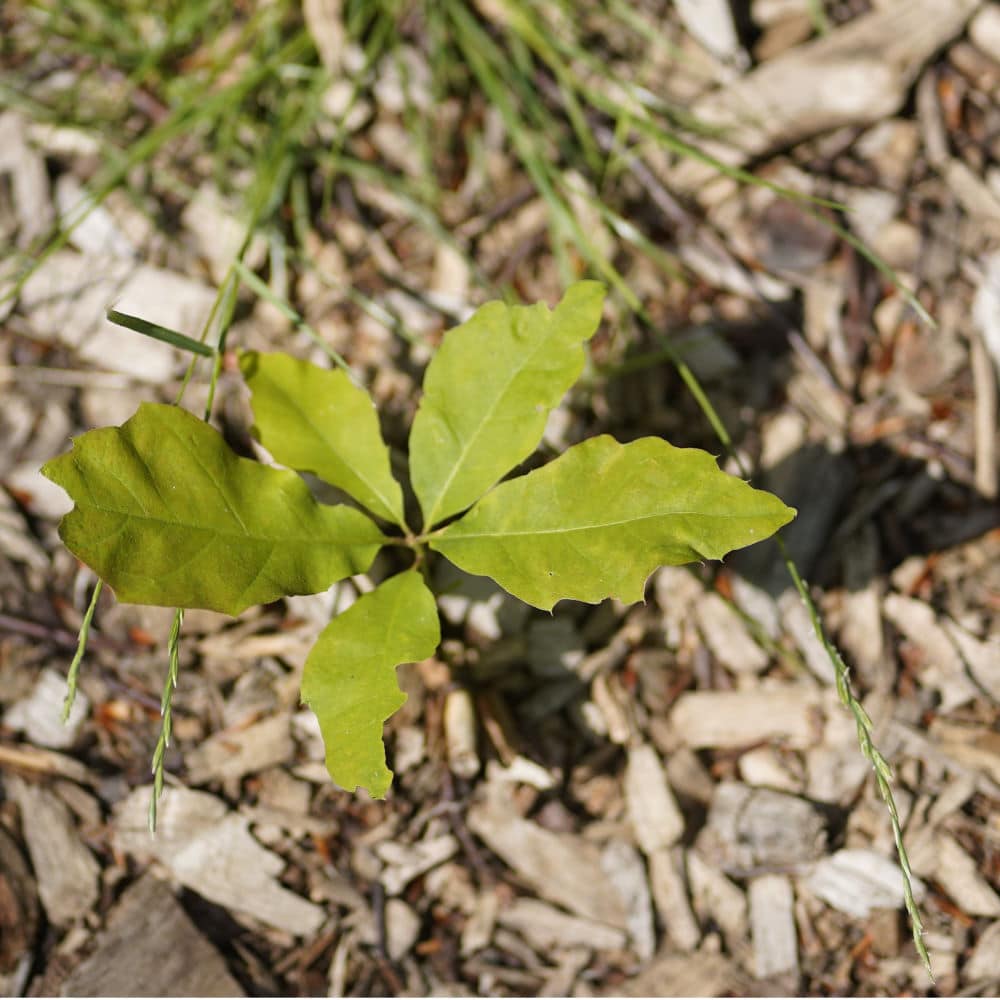 Führungskräfteentwicklung Coaching, Führungskräfte Coaching, ein Sprössling wächst auf Rindenmulch
