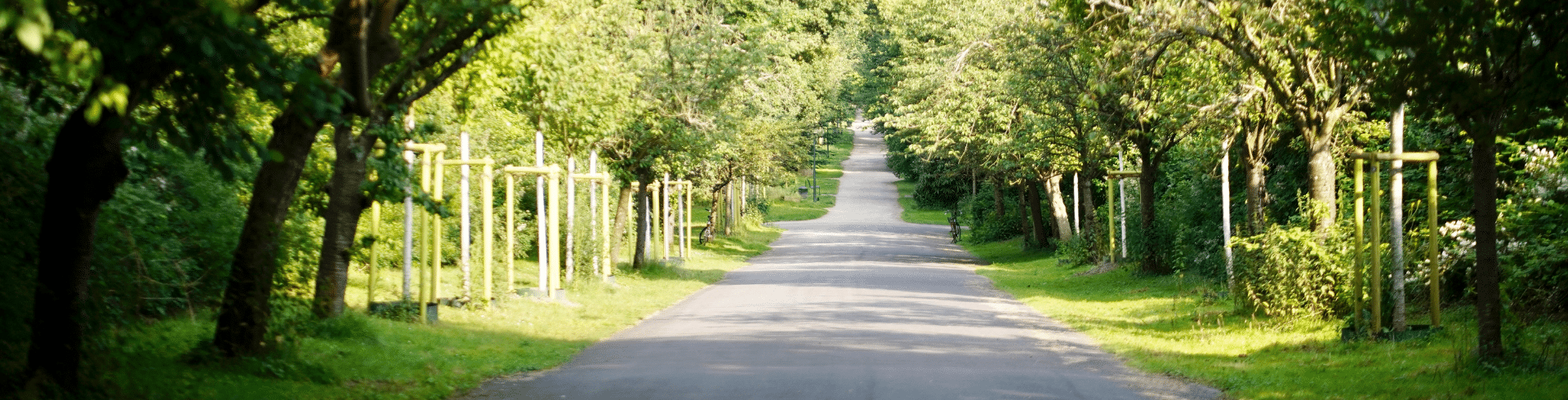 Unternehmensleitbild erstellen, Mission-Vision, Blick auf eine Allee im Sonnenschein
