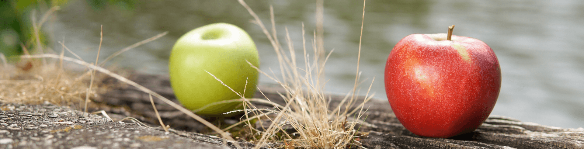 Gesund Arbeiten, Psychologische Sicherheit, zwei Äpfel auf Baum für betriebliches Gesundheitsmanagement