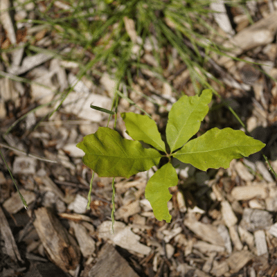 kulturentwicklung_unternehmenskultur-entwickeln_wachstum Kulturentwicklung, Unternehmenskultur entwickeln, Wachstum